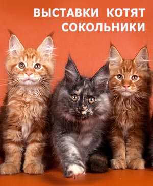 Рекламные выставки котят в 2019г., КВЦ 'Сокольники'