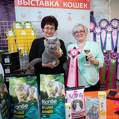 Выставка кошек 20-21 марта 2021 WCF-ринги взрослых