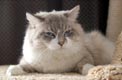 Кот сибирский, окрас блю-табби поинт с белым - увеличить