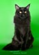 Кот мейн-кун, окрас черный - увеличить