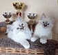 Священная бирма котята продаются