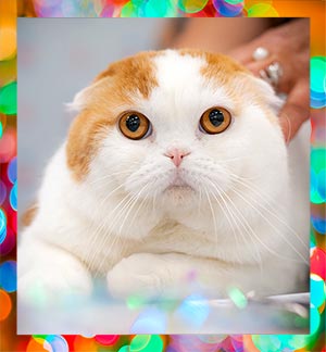 Международная выставка кошек 'Кэт-Салон-Сентябрь' 19-20 сентября 2020 г.