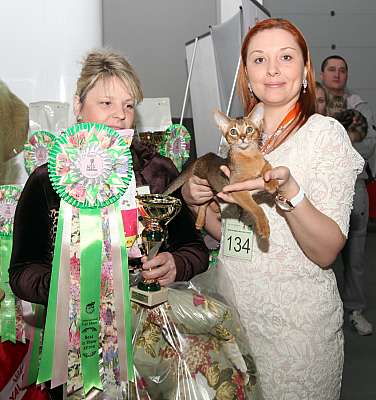 Выставка кошек 'Весенний Кэт-Салон'. Best of Best 16 марта 2013 г.