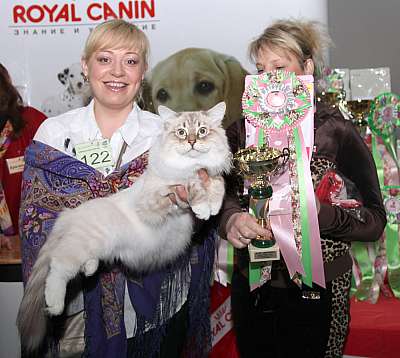 Выставка кошек 'Весенний Кэт-Салон'. Best of Best 16 марта 2013 г.