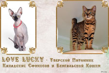 Тверской питомник бенгальских кошек и канадских сфинксов Love Lucky