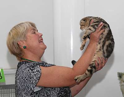 Выставка кошек 'Осенний Кэт-Салон' 31 августа - 1 сентября 2013 г. монопородные шоу_4607