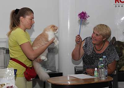 Выставка кошек 'Осенний Кэт-Салон' 31 августа - 1 сентября 2013 г. монопородные шоу_4634