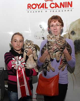 Выставка кошек 'Осенний Кэт-Салон' 31 августа - 1 сентября 2013 г. монопородные шоу_4676