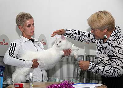 Выставка кошек 'Осенний Кэт-Салон' 31 августа - 1 сентября 2013 г. монопородные шоу_5594