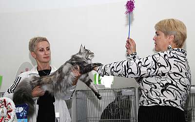Выставка кошек 'Осенний Кэт-Салон' 31 августа - 1 сентября 2013 г. монопородные шоу_5617
