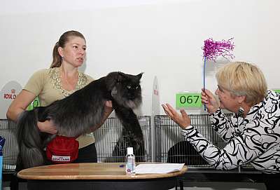 Выставка кошек 'Осенний Кэт-Салон' 31 августа - 1 сентября 2013 г. монопородные шоу_5628