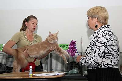 Выставка кошек 'Осенний Кэт-Салон' 31 августа - 1 сентября 2013 г. монопородные шоу_5640