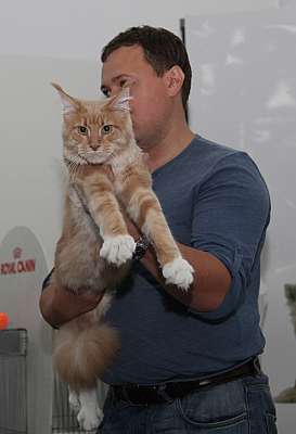 Выставка кошек 'Осенний Кэт-Салон' 31 августа - 1 сентября 2013 г. монопородные шоу_5649