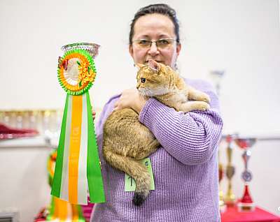 Выставка кошек 'Весенний Кэт-Салон'  5-6 апреля 2014 7-168-Best-Opp-Sex-SH.jpg