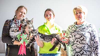 Выставка кошек 'Весенний Кэт-Салон'  5-6 апреля 2014 монопородные шоу mco-2.jpg