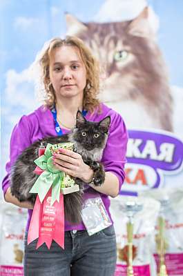 Выставка кошек 'Весенний Кэт-Салон'  5-6 апреля 2014 монопородные шоу mco-45.jpg