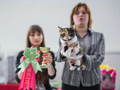 Выставка кошек 'Весенний Кэт-Салон'  5-6 апреля 2014 монопородные шоу sfs-174.jpg