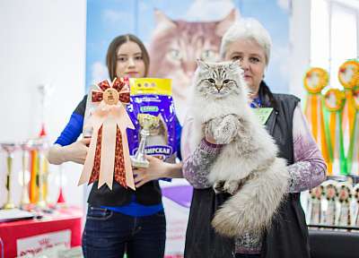 Выставка кошек 'Весенний Кэт-Салон'  5-6 апреля 2014 WCF-ринги 