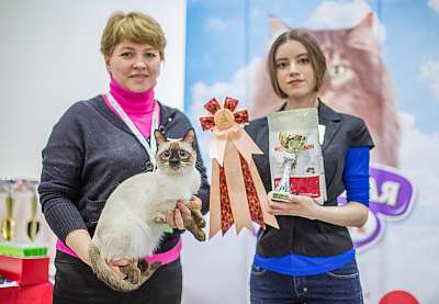 Выставка кошек 'Весенний Кэт-Салон'  5-6 апреля 2014 WCF-ринги 