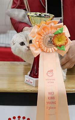Выставка кошек 'Весенний Кэт-Салон'  10-11 мая 2014 WCF-ринги 1-116-169A5789.jpg