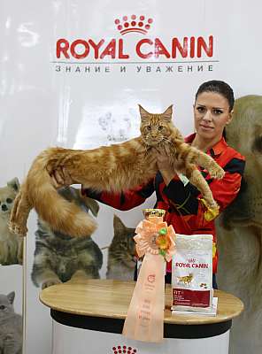 Выставка кошек 'Весенний Кэт-Салон'  10-11 мая 2014 WCF-ринги 6-9-169A5799.jpg