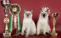 Результаты выставки кошек 5-6 декабря 2015 г.