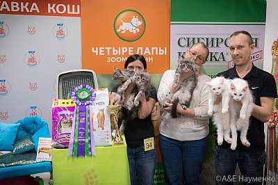 Выставка кошек 13-14 апреля 2019 г. Фотографии 11-2-0128.jpg