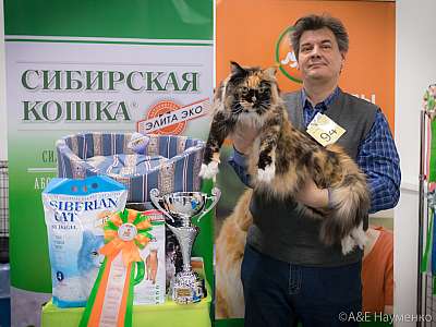 Выставка кошек 13-14 апреля 2019 г. Фотографии  9-94-0334.jpg