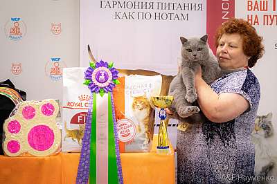 Выставка кошек 24-25 августа 2019 г. Фотографии 4-85-0356.jpg