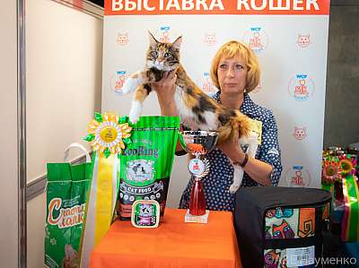 Выставка кошек 19-20 сентября 2020 Фотографии 18-152-0284.jpg
