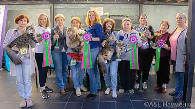 Выставка кошек 19-20 сентября 2020 Фотографии 26-0578.jpg