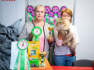 Выставка кошек 19-20 сентября 2020 Фотографии 1-80-0421.jpg
