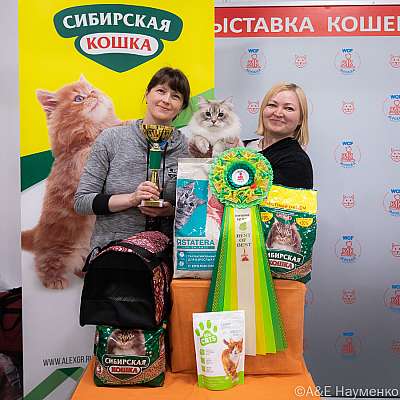 Выставка кошек 16-17.04.2022 Фотографии 1-46-0275_Moskva_16042022.jpg