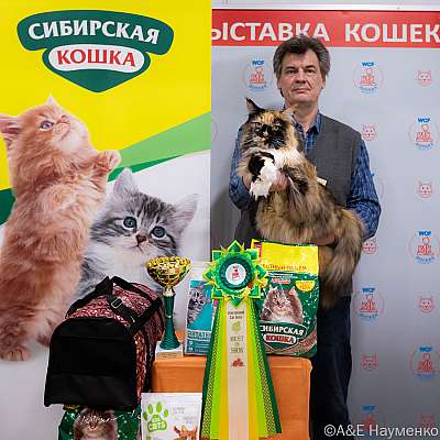 Выставка кошек 16-17.04.2022 Фотографии 16-16-0192_Moskva_16042022.jpg