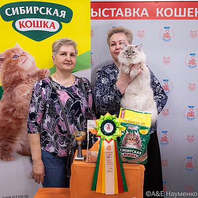 Выставка кошек 16-17.04.2022 Фотографии 2-47-0132_Moskva_16042022.jpg