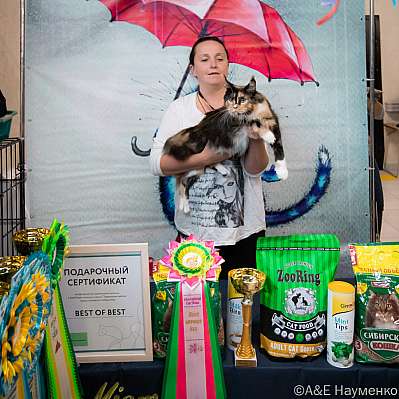 Выставка кошек 17-18.09.2022 Фотографии 5-13-0512_klk_Moskva.jpg