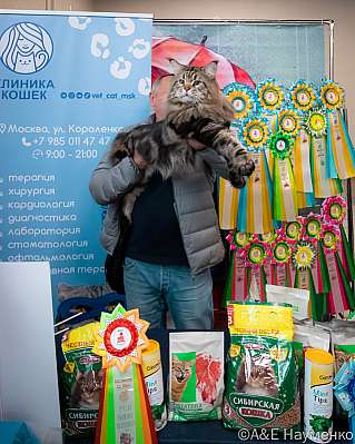 Выставка кошек 17-18.09.2022 Фотографии 8-21-0332_klk_Moskva.jpg