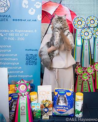 Выставка кошек 17-18.09.2022 Фотографии 4-116-0109_klk_Moskva.jpg