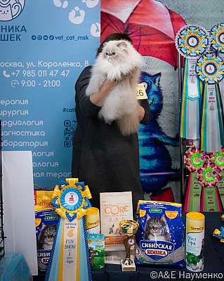Выставка кошек 17-18.09.2022 Фотографии 1-26-0197_klk_Moskva.jpg
