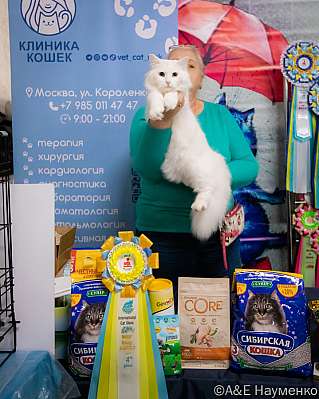 Выставка кошек 17-18.09.2022 Фотографии 4-40-0037_klk_Moskva.jpg