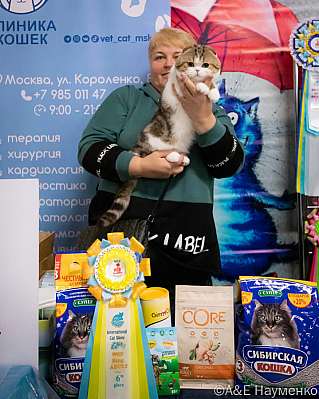 Выставка кошек 17-18.09.2022 Фотографии 6-86-0041_klk_Moskva.jpg