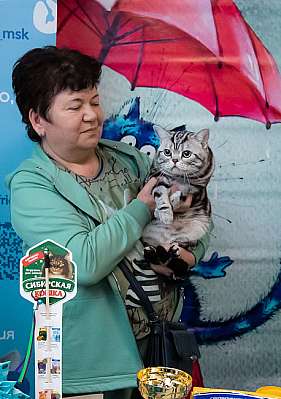 Выставка кошек 17-18 сентября 2022 WCF-ринги взрослых