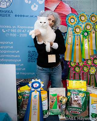 Выставка кошек 17-18.09.2022 Фотографии 2-69-0308_klk_Moskva.jpg
