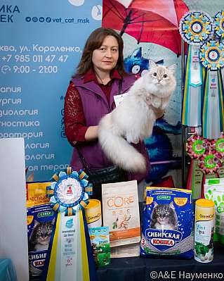 Выставка кошек 17-18.09.2022 Фотографии 6-36-0113_klk_Moskva.jpg