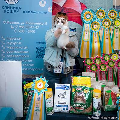 Выставка кошек 17-18.09.2022 Фотографии 8-32-0279_klk_Moskva.jpg