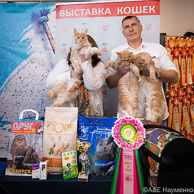 Выставка кошек 15-16.10.2022 Фотографии 14-1-0166_klk_Moskva.jpg