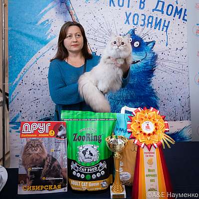 Выставка кошек 15-16.10.2022 Фотографии 6-87-0452_klk_Moskva.jpg