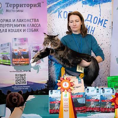 Выставка кошек 15-16.10.2022 Фотографии 10-84-0360_klk_Moskva.jpg