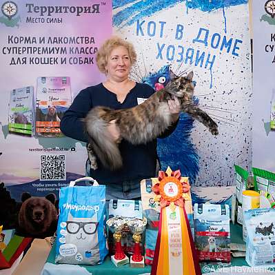 Выставка кошек 15-16.10.2022 Фотографии 4-12-0398_klk_Moskva.jpg