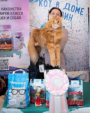 Выставка кошек 15-16.10.2022 Фотографии 8-6-0402_klk_Moskva.jpg